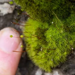 Bartramia aprica thumbnail 4