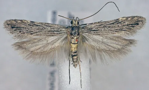 Prolita rectistrigella