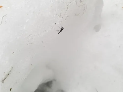 Clinocera stigma