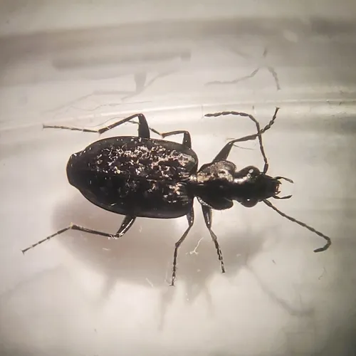 Sericoda quadripunctata
