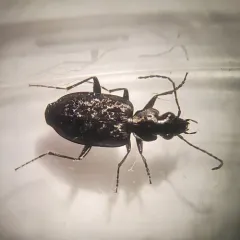 Sericoda quadripunctata thumbnail 1