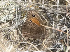 Mead’s Wood-Nymph thumbnail 3