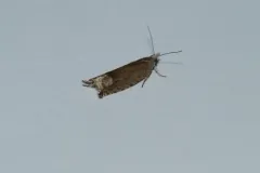 Rannoch Roller thumbnail 4