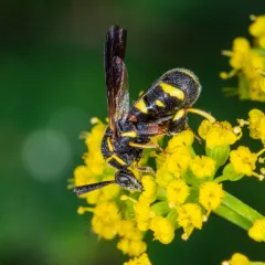 Leucospis affinis thumbnail 2