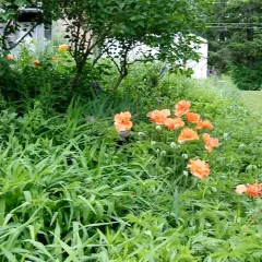 Oriental Poppy thumbnail 4