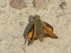 Ottoe Skipper thumbnail 3