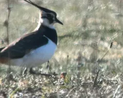 Northern Lapwing thumbnail 3