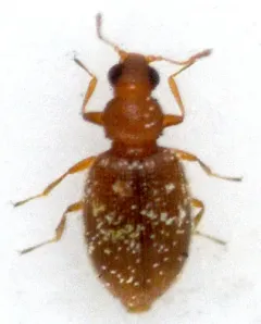 Cortinicara gibbosa thumbnail 2