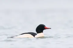 Common Merganser thumbnail 4