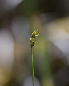 Hudson Bay Sedge thumbnail 3