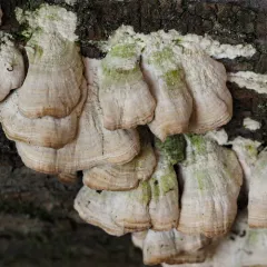 fairy pins thumbnail 4