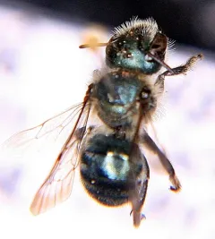 Maine Blueberry Bee thumbnail 1