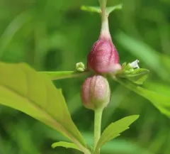 Neolasioptera lycopi thumbnail 3