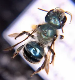 Osmia simillima thumbnail 1