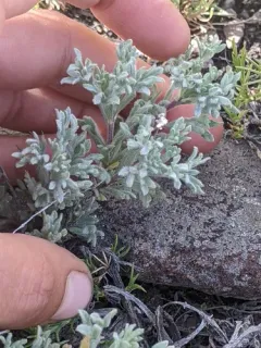 Owyhee Sagebrush thumbnail 3