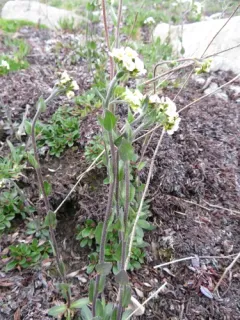 Boreal Whitlow-grass thumbnail 2