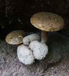 Parasitic Bolete thumbnail 3