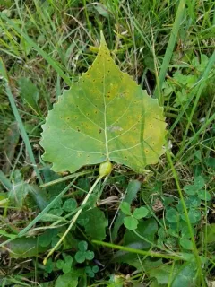 Cherubic Poplar Petiole-gall Aphid thumbnail 4