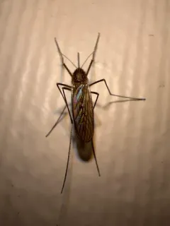 Winter Marsh Mosquito thumbnail 4