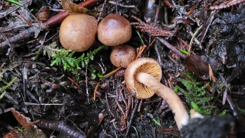 Cinnamon Fiberhead
