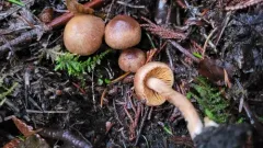 Cinnamon Fiberhead thumbnail 1