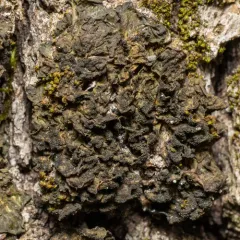 Effervescent Tarpaper Lichen thumbnail 3