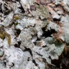 Western Shield Lichen thumbnail 4