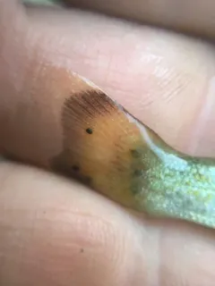 Uvulifer ambloplitis thumbnail 1