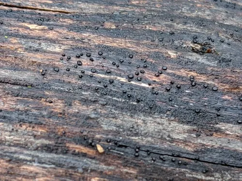 Dinemasporium decipiens
