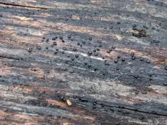 Dinemasporium decipiens thumbnail 1