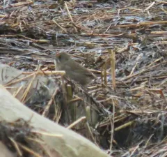 Seaside Sparrow thumbnail 4
