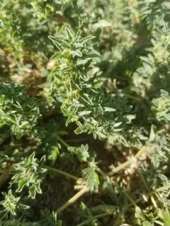 procumbent pigweed thumbnail 1