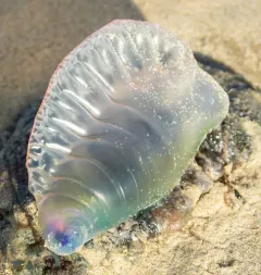 Portuguese Man o' War thumbnail 4
