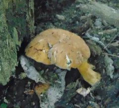 Chestnut Bolete thumbnail 2