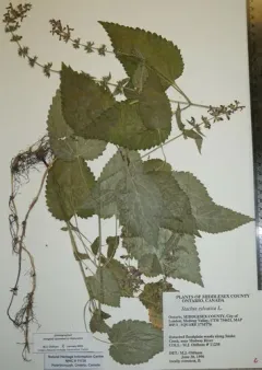 hedge woundwort thumbnail 1