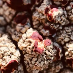 Alpine Bloodspot Lichen thumbnail 2