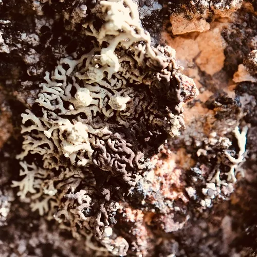 Finger Ring Lichen