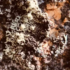 Finger Ring Lichen thumbnail 1