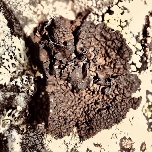 Blistered Rock Tripe
