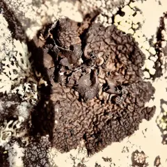 Blistered Rock Tripe thumbnail 1