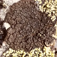 Black-on-black Crust Lichen thumbnail 3
