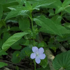 smooth ruellia thumbnail 2