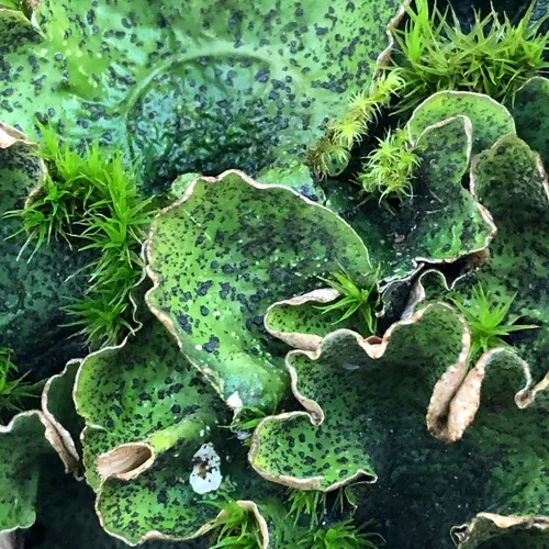 flaky freckle pelt lichen