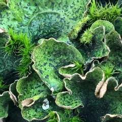 flaky freckle pelt lichen thumbnail 1