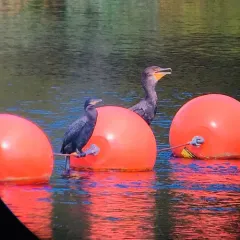 Neotropic Cormorant thumbnail 3