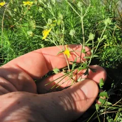 Silvery Cinquefoil thumbnail 4