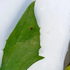 Phytomyza lactuca thumbnail 2