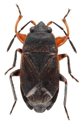 dune groundbug