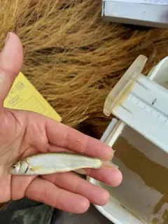 Alvord Chub thumbnail 3
