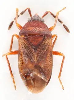 Antillocoris minutus thumbnail 2